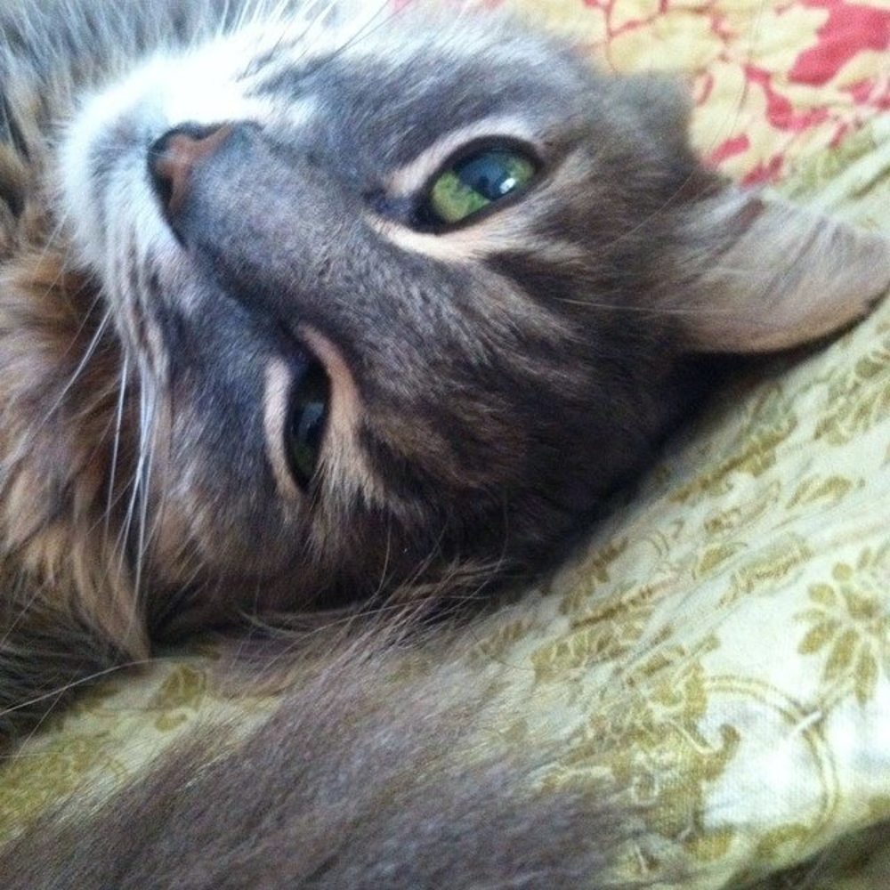 Meet your Posher, Brenda